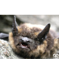 گونه خفاش سروتین شمالی Northern Bat 